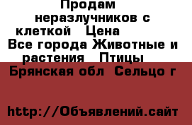 Продам 2 неразлучников с клеткой › Цена ­ 2 500 - Все города Животные и растения » Птицы   . Брянская обл.,Сельцо г.